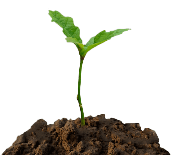 plant-1